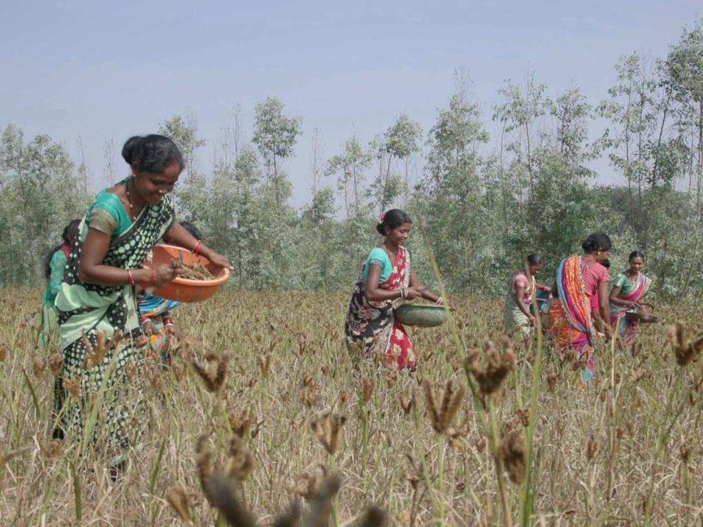 TPSODL supports women’s income millet farming, entrepreneurship, and self-reliance through